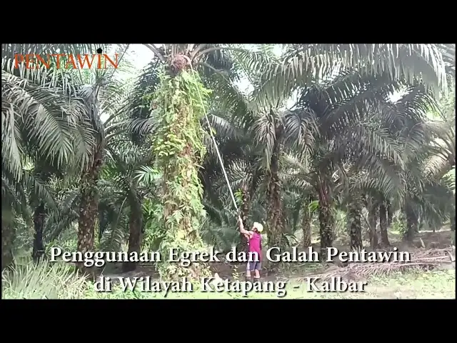 Penggunaan Egrek & Galah Pentawin